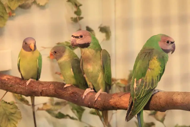 Vogelschau Untermünkheim | Foto: Ralf Röser