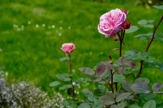 "Käthchen von Heilbronn" | Foto: ED