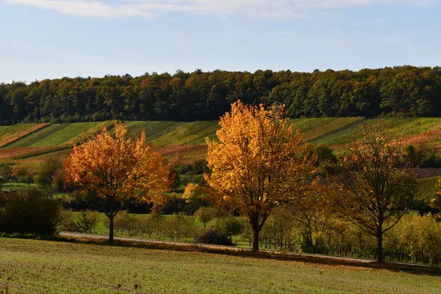 Goldener Oktober | Foto: JuKo