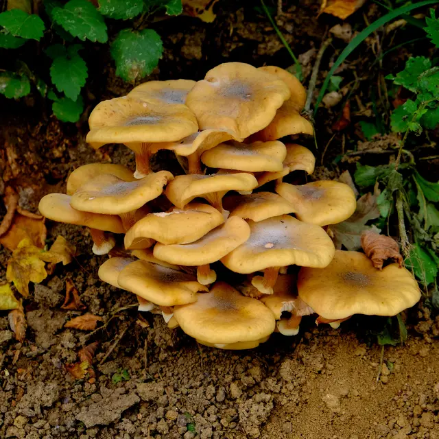 Foto: Eduard Warenik