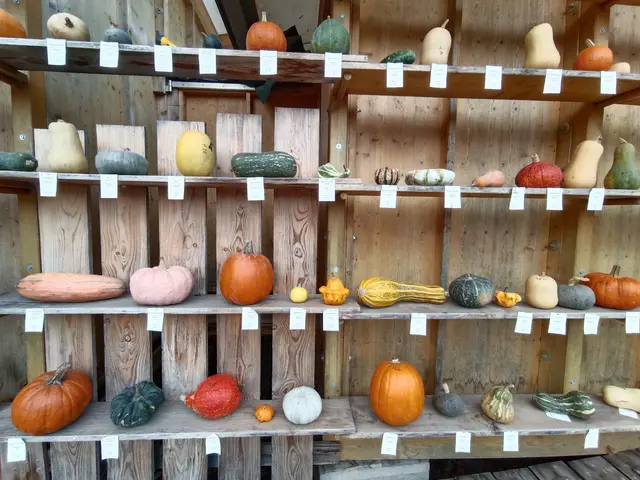 es gibt so viele verschiedene Kürbissorten | Foto: Eigenes Bild TB