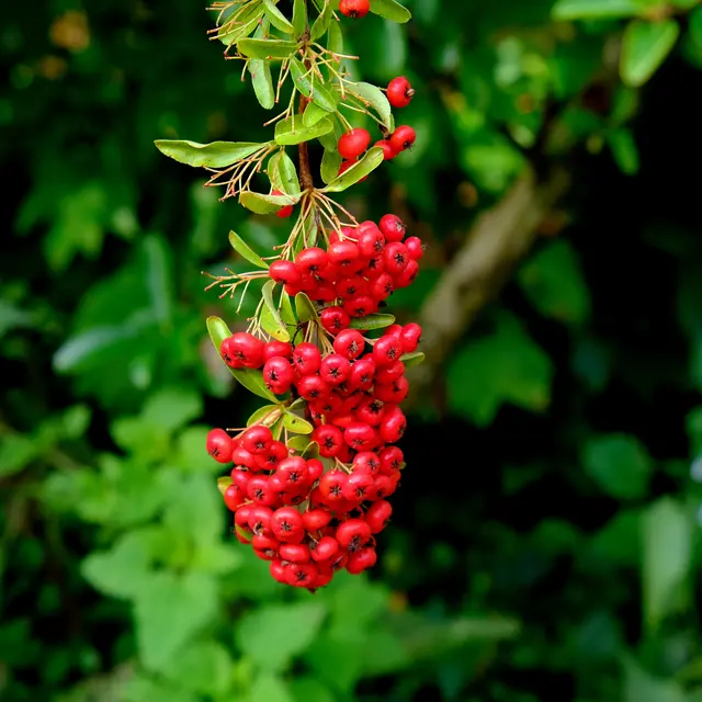 Foto: Eduard Warenik