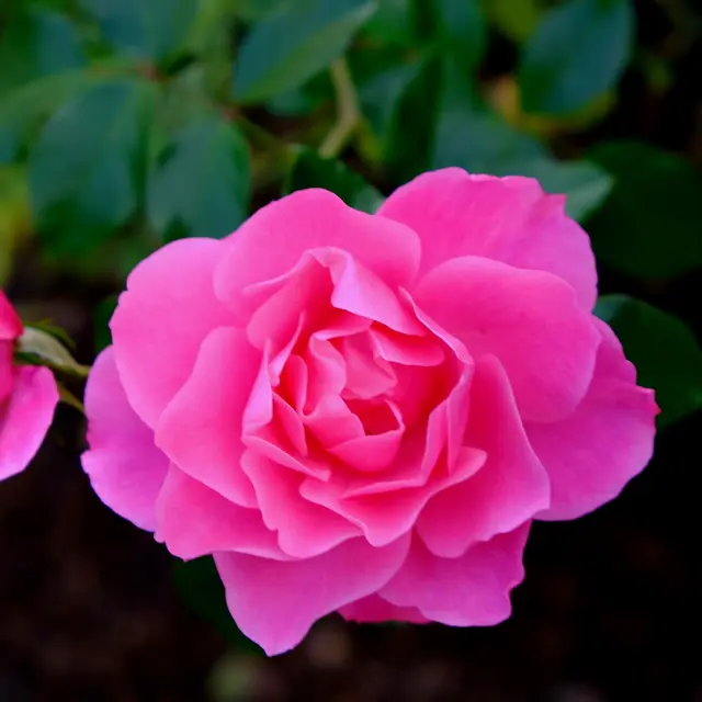 Foto: Eduard Warenik