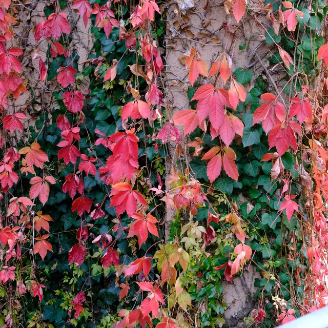 Foto: Eduard Warenik