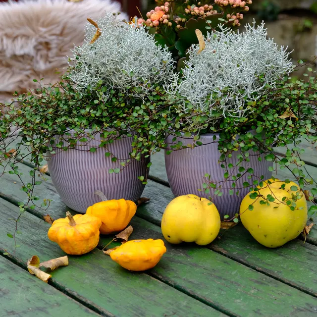 Foto: Eduard Warenik