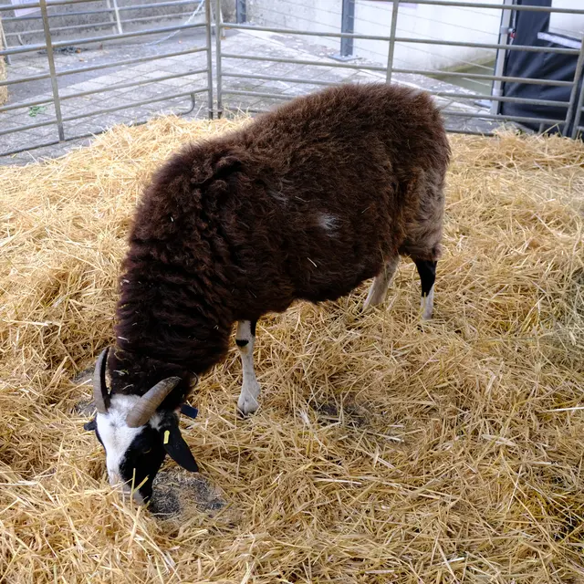 Foto: Eduard Warenik