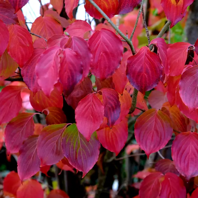 Foto: Eduard Warenik