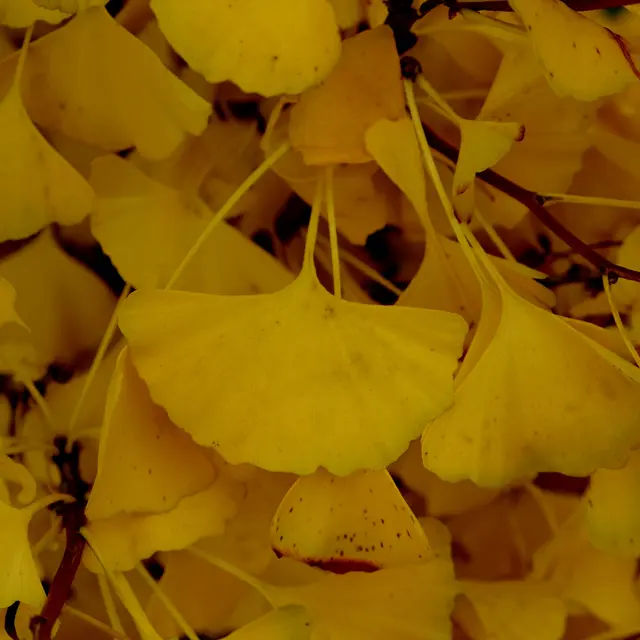 Foto: Eduard Warenik