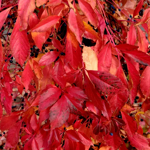 Foto: Eduard Warenik