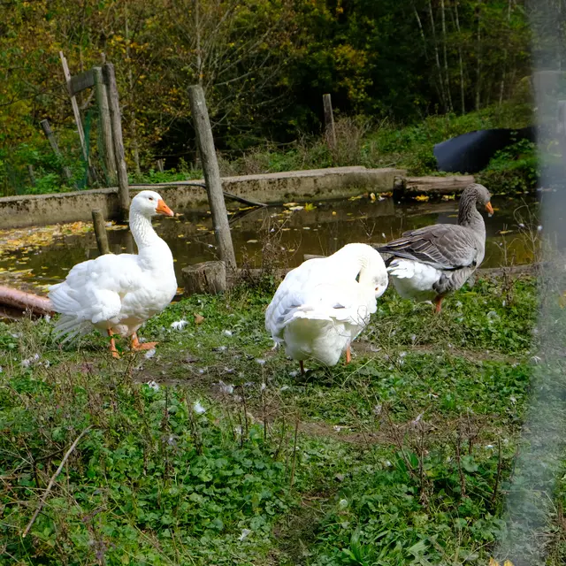 Foto: Eduard Warenik