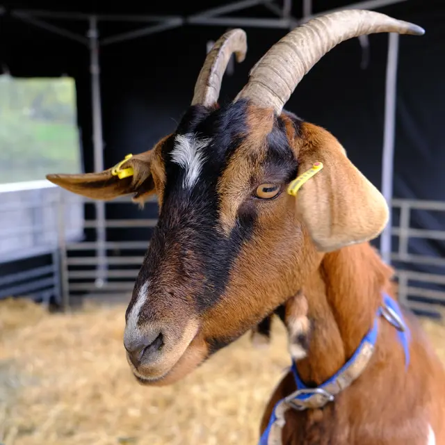 Foto: Eduard Warenik