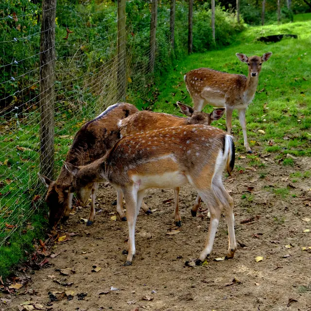 Foto: Eduard Warenik