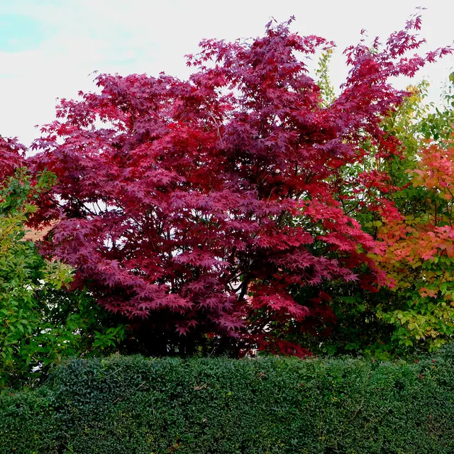 Foto: Eduard Warenik