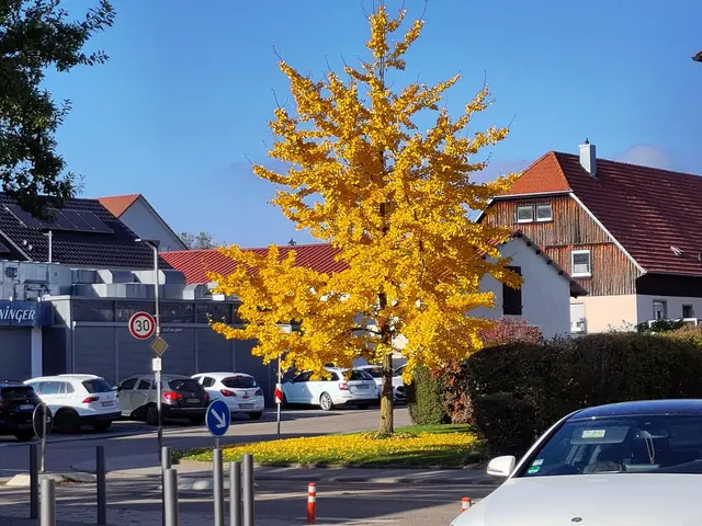 Der Baum mit den goldenen Blättern | Foto: Konrad Schomerus