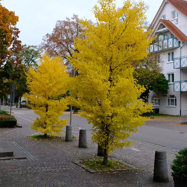 Foto: Eduard Warenik