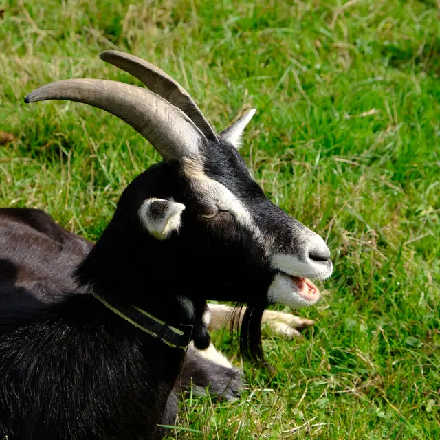 Foto: Eduard Warenik