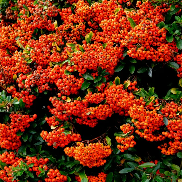 Foto: Eduard Warenik