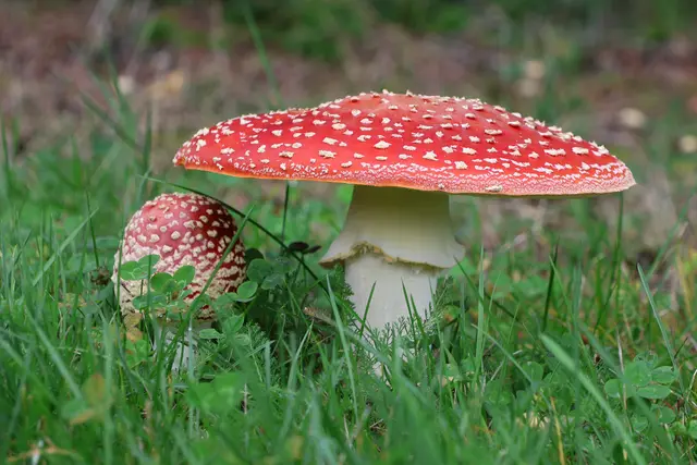 Klein und gut behütet. | Foto: UD