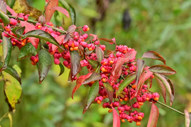 Schön, aber giftig ist der Pfaffenhut. | Foto: Michael Harmsen