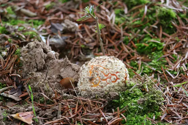 Hier drückt langsam die rote Farbe durch. | Foto: UD