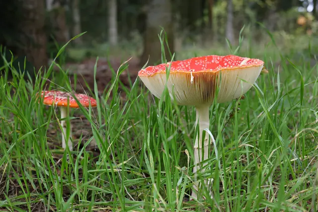 Dieser hat eine Schale gebildet. | Foto: UD