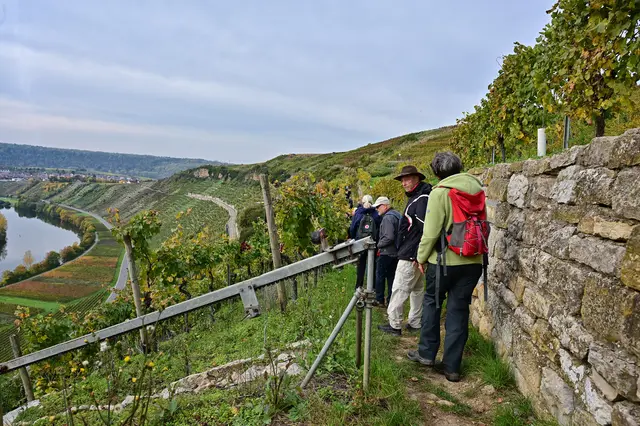Ähnlich wie an der Mosel z.B. am Calmont, kommt auch in den Mundelsheimer Steillagen eine Monorackbahn zum Einsatz. | Foto: Michael Harmsen