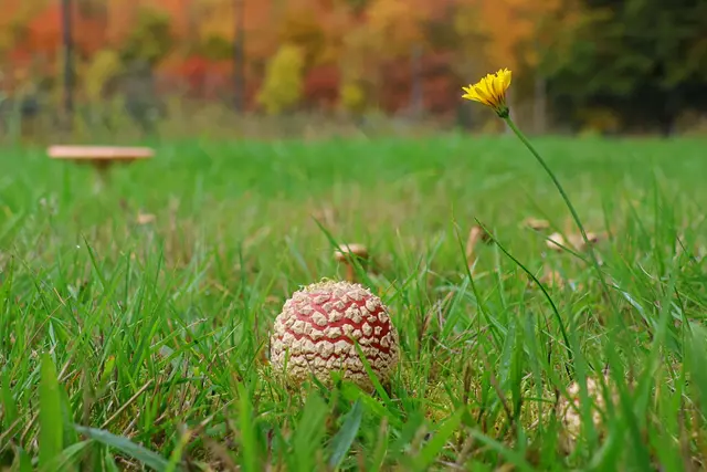 Ich werde auch mal groß. | Foto: UD