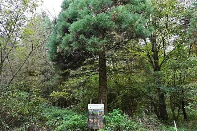 Der muß erst noch ein Riese werden. | Foto: Michael Harmsen