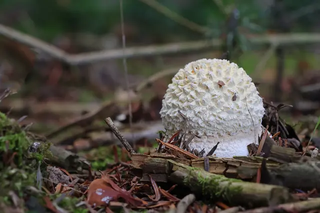 Noch ganz weiß. | Foto: UD