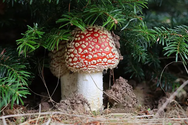 Und wir haben gedacht, dass wir nicht gesehen werden. | Foto: UD
