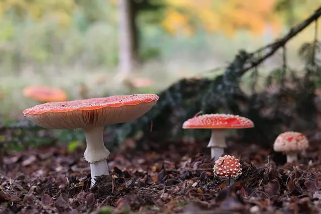 Alle Formen ;-) | Foto: UD