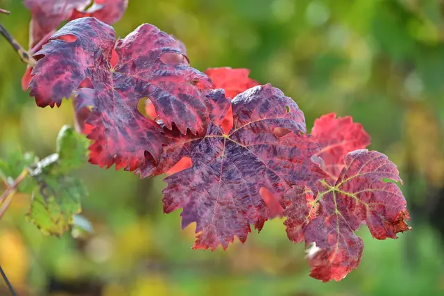 Der Herbst malt in den schönsten Farben. | Foto: Michael Harmsen