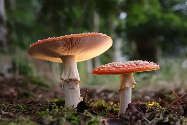 Die Leuchte unter den Pilzen ;-) | Foto: UD