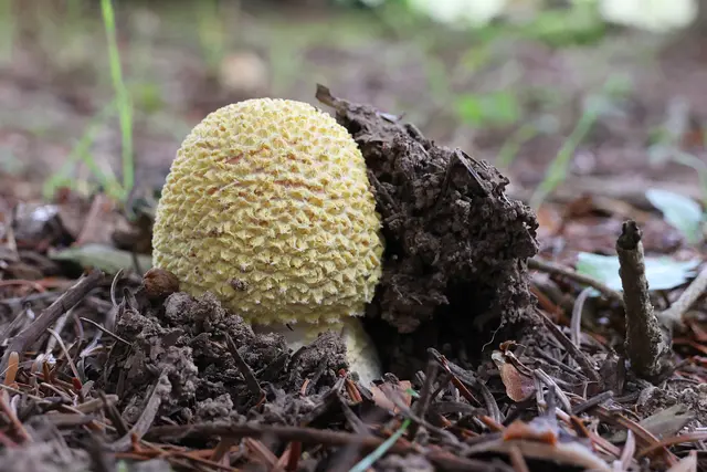Ganz am Anfang sind sie angeblich noch gelb? | Foto: UD