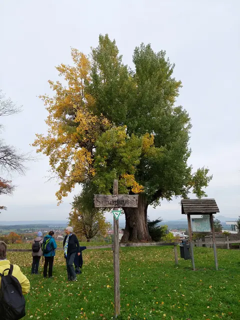 Die Silberpappel ist 205 Jahre alt und schon recht hinfällig. | Foto: Foto privat