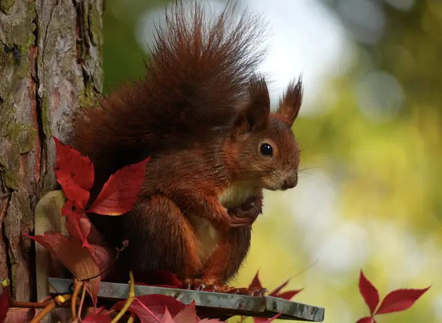 Herbst am Futterhaus | Foto: Moni Bordt