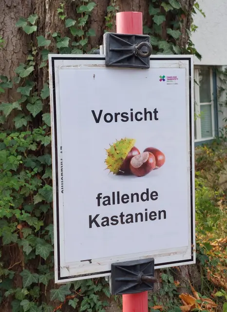 Zahlreiche Rosskastanien sind gefährliche Pflanzen um diese Jahreszeit- doch niemand wurde getroffen. | Foto: Foto privat