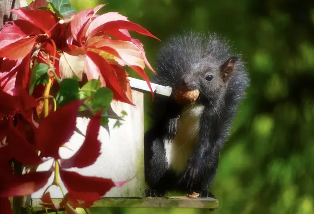 Herbst am Futterhaus | Foto: Moni Bordt