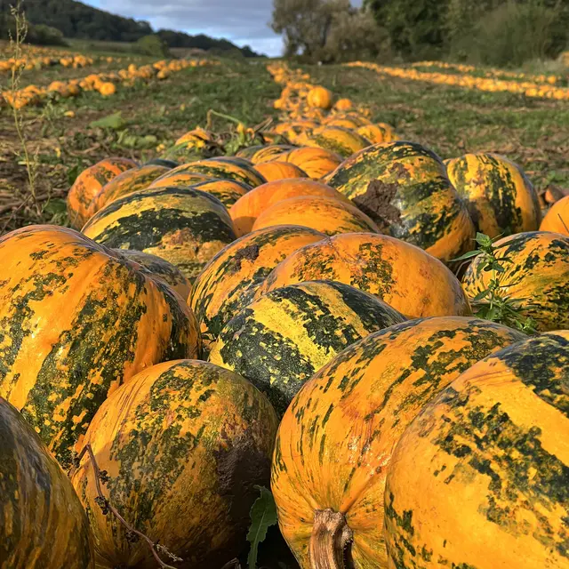 Leuchtende Kürbisse der Ölmühle Erlenbach | Foto: Moni Bordt
