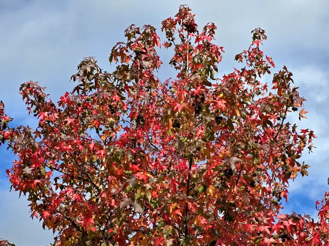 Foto: Heidrun Rosenberger