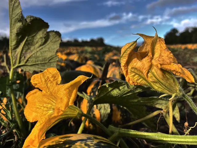 "Kürbisleuchten" / Ölmühle Erlenbach | Foto: Moni Bordt