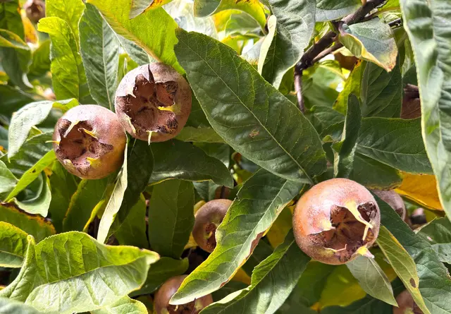 Foto: Heide Böllinger aus Bad Friedrichshall