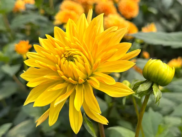 Foto: Heide Böllinger aus Bad Friedrichshall