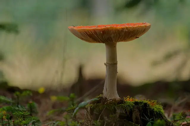 Foto: Eigenes Bild TB