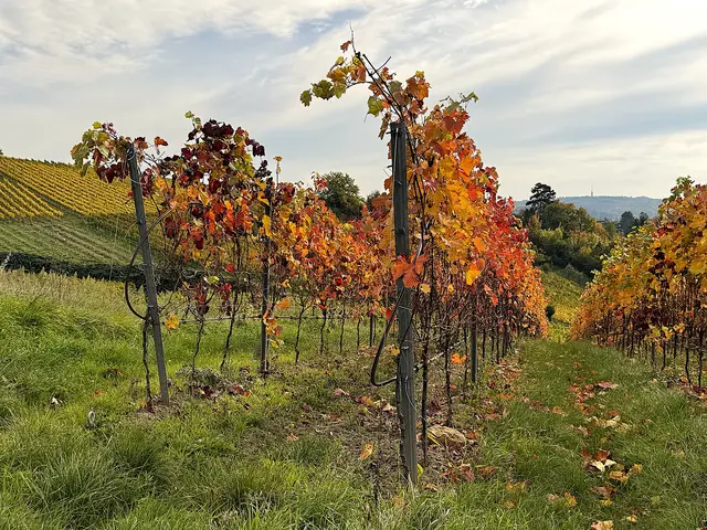 Foto: Heide Böllinger aus Bad Friedrichshall