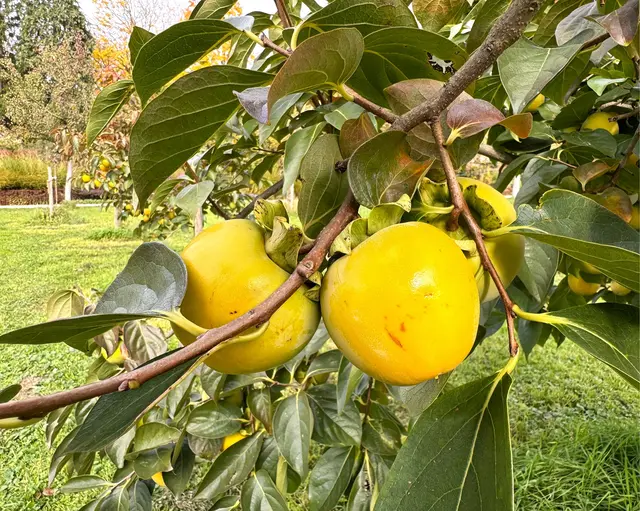 Foto: Heide Böllinger aus Bad Friedrichshall
