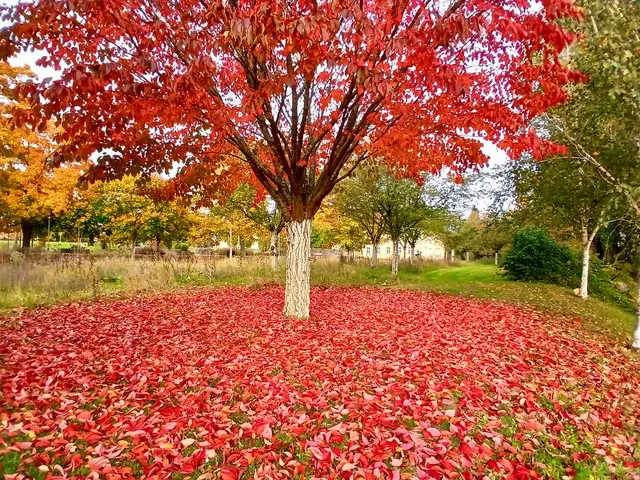 Salinenpark  | Foto: sigischlottke