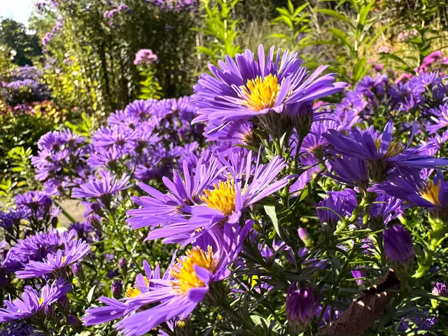 Foto: Heide Böllinger aus Bad Friedrichshall