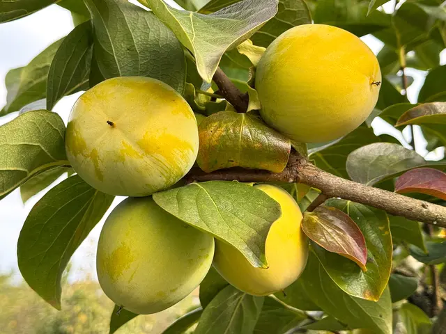 Foto: Heide Böllinger aus Bad Friedrichshall