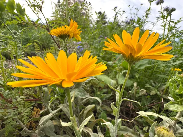 Foto: Heide Böllinger aus Bad Friedrichshall